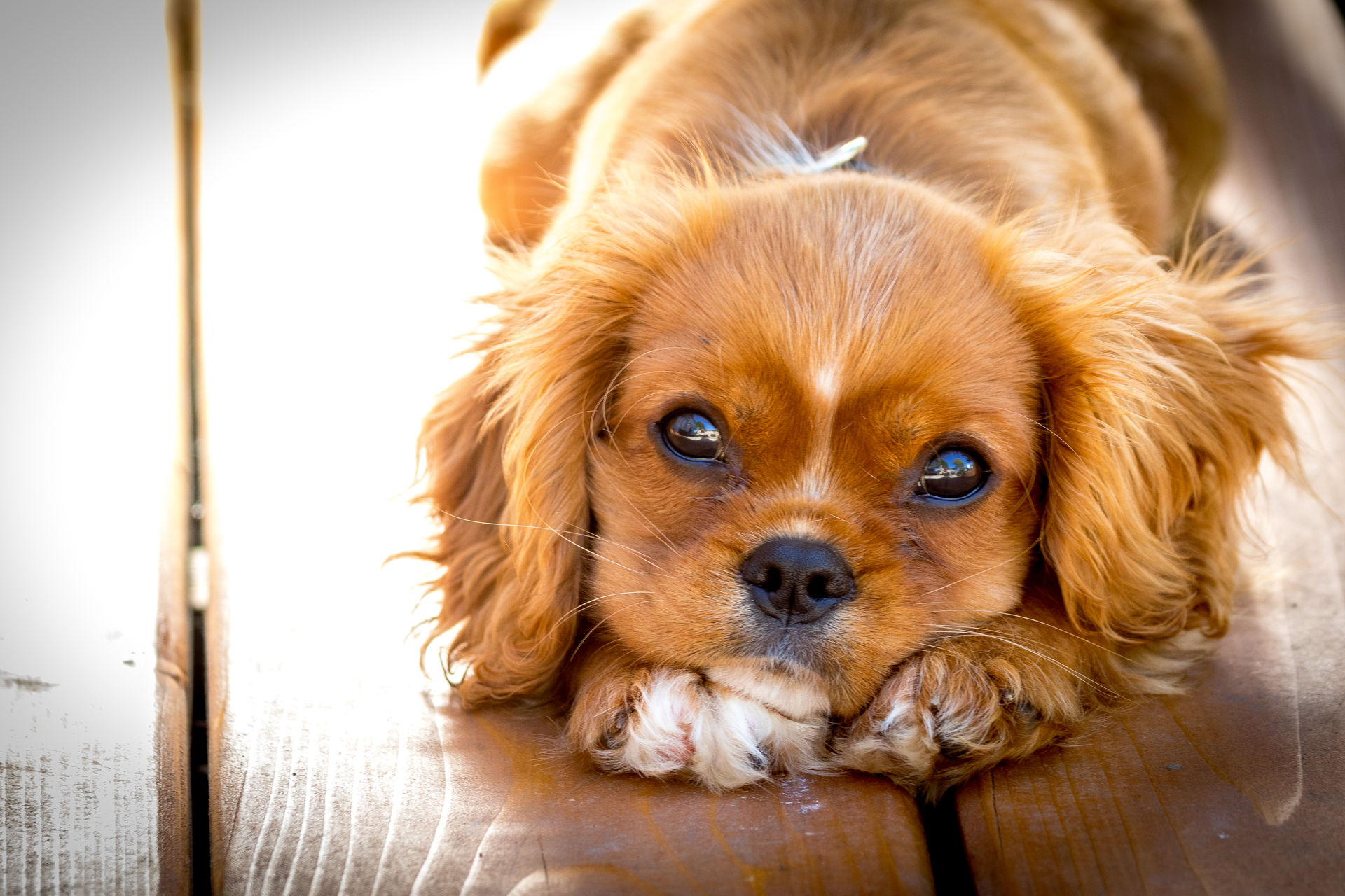 Les chiens voient moins de couleurs que les êtres humains.