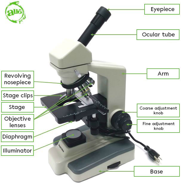 Using a Microscope | Secondaire | Alloprof