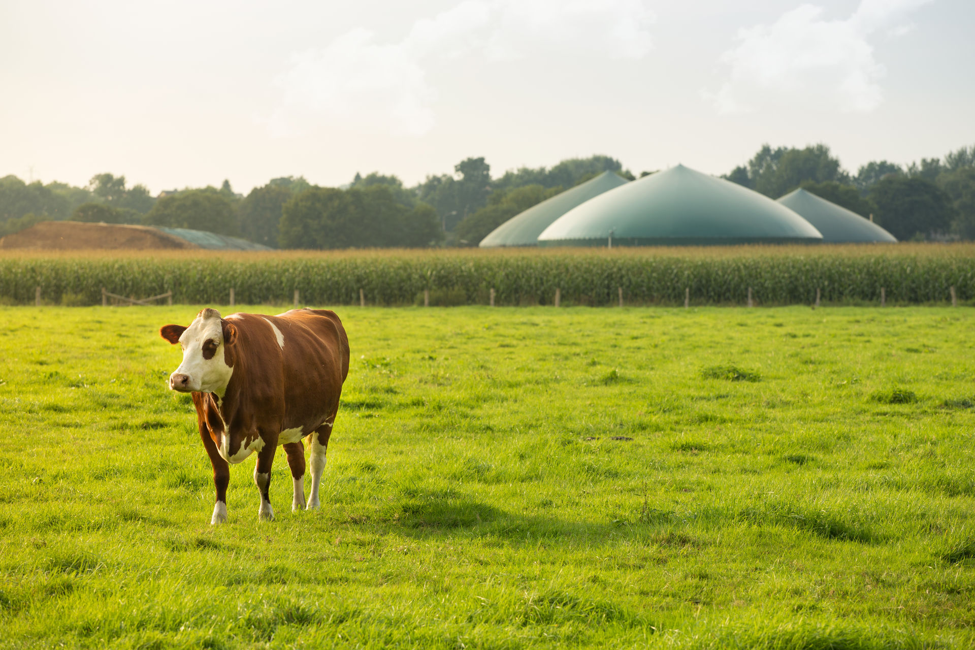 Biogas production facilities on a dairy farm.