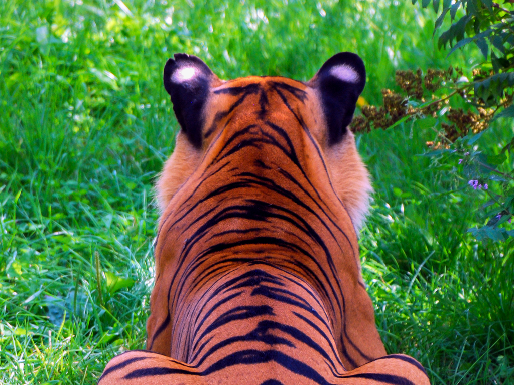 Le dos des oreilles du tigre est noir avec une tache blanche au centre.