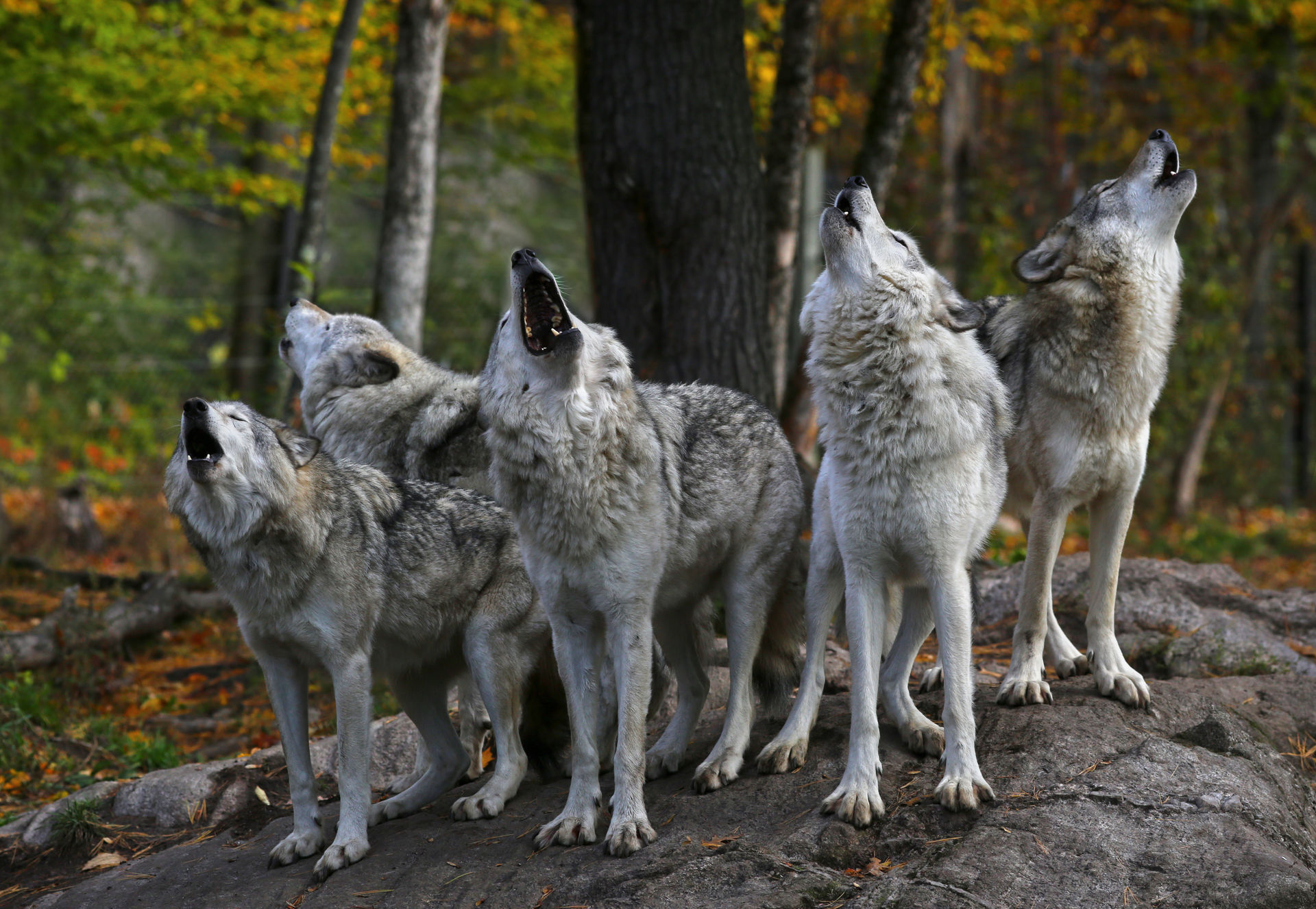 Des loups qui hurlent sur une roche