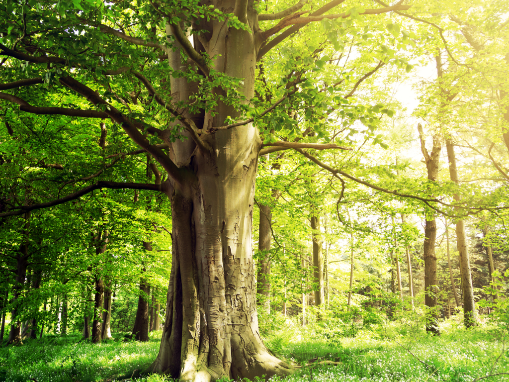 Un hêtre mature dans une forêt