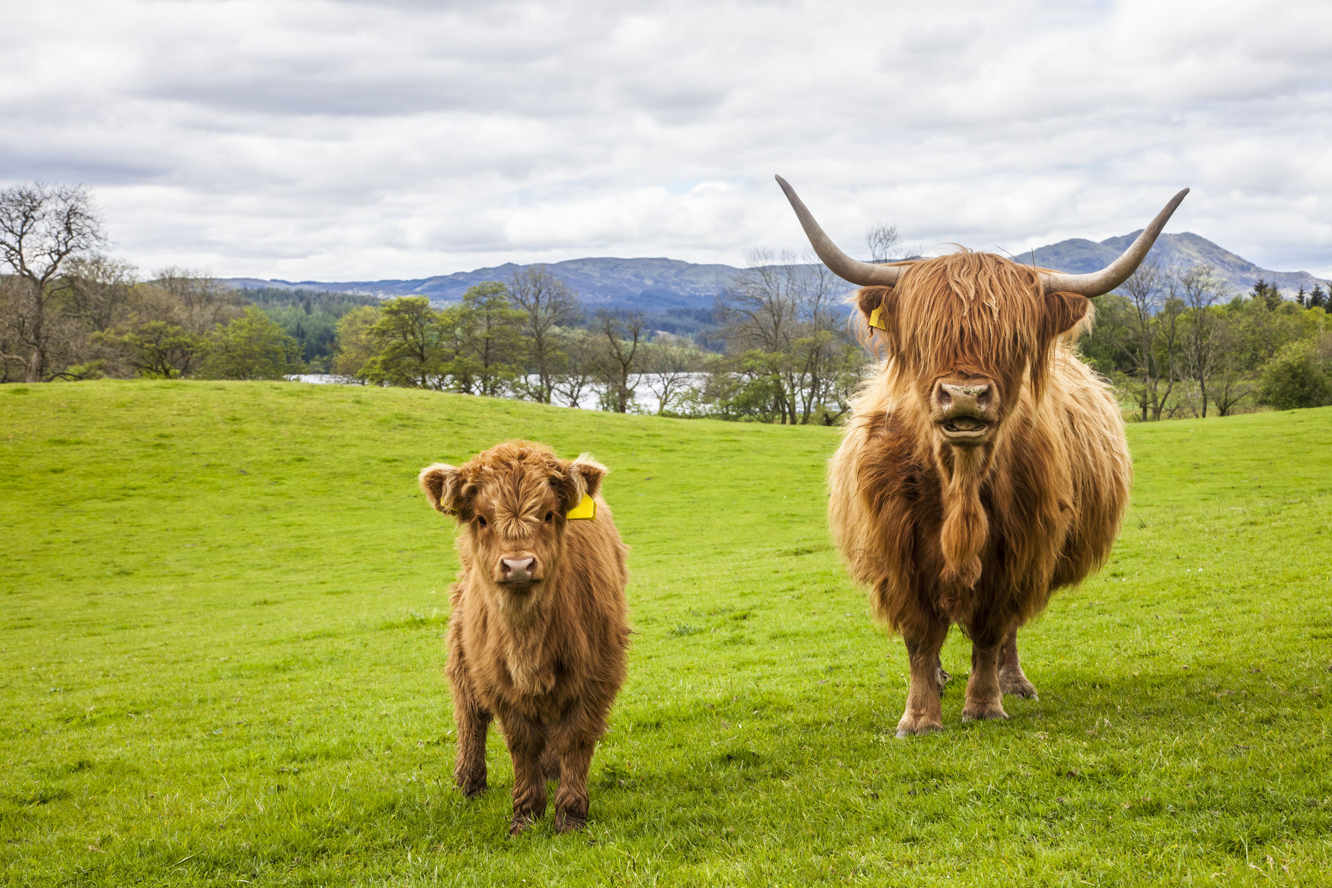 Une vache Highland et son veau