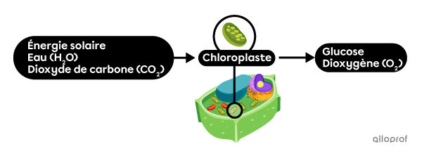 L’énergie, l’eau et le dioxyde de carbone entrent dans la cellule végétale, puis le dioxygène et le glucose sortent de la cellule végétale.