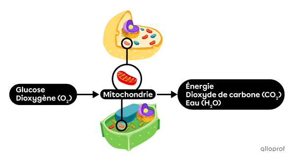 Le dioxygène et le glucose entrent dans la cellule, puis l’énergie, l’eau et le dioxyde de carbone sortent de la cellule.