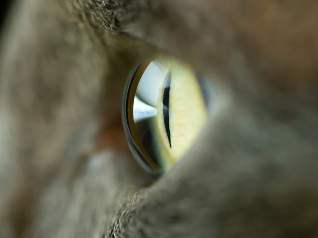 Vue de profil d’un œil de chat