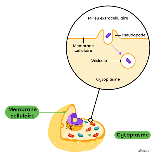 La membrane cellulaire forme des pseudopodes vers l’extérieur et forme une vésicule.