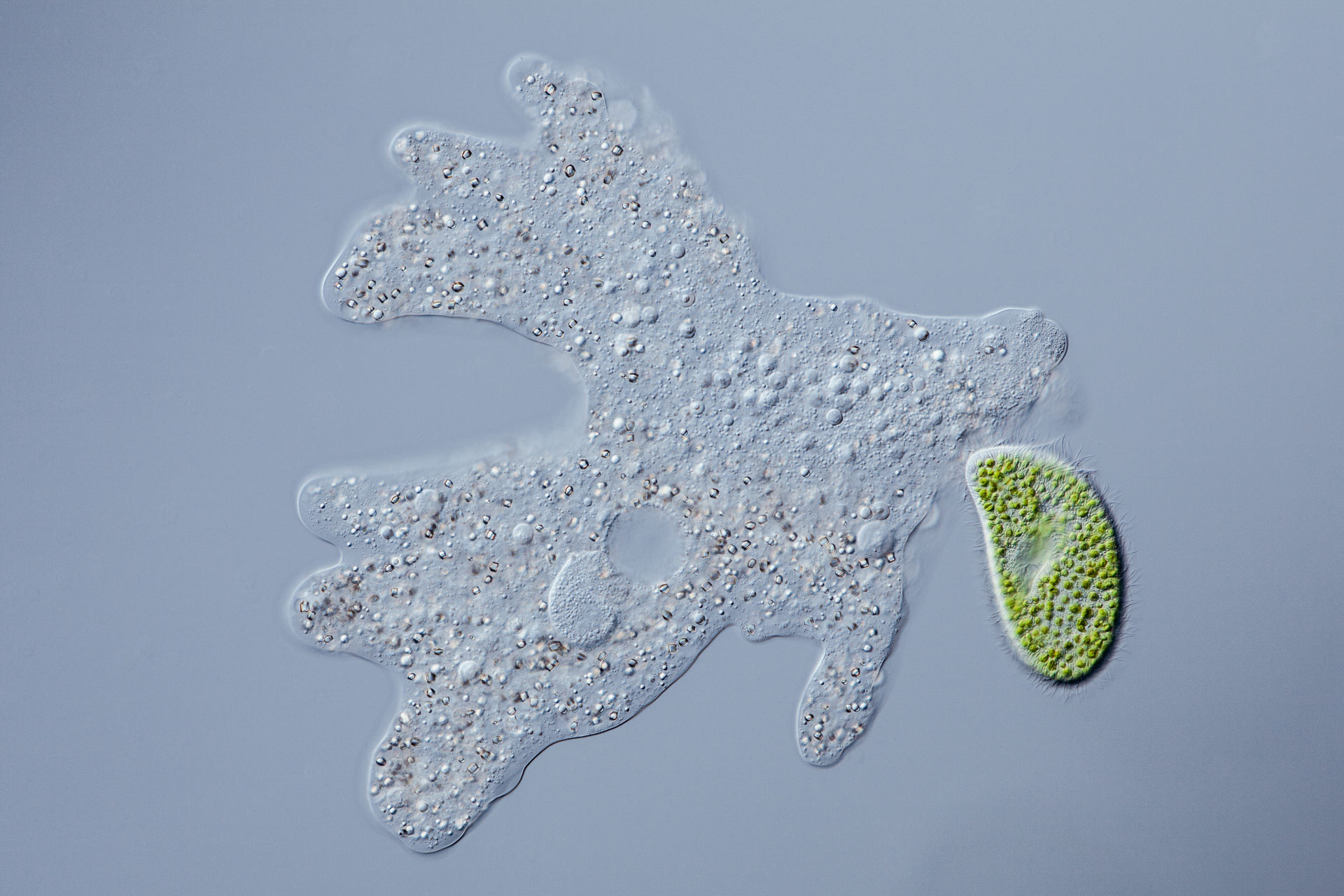 Phagocytose d’une paramécie par une amibe