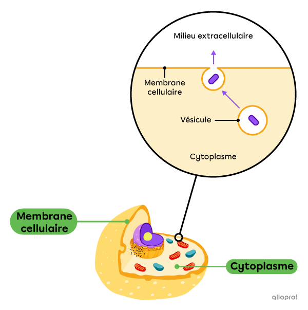 Une vésicule fusionne avec la membrane cellulaire, puis laisse son contenu s’échapper dans le milieu extracellulaire.