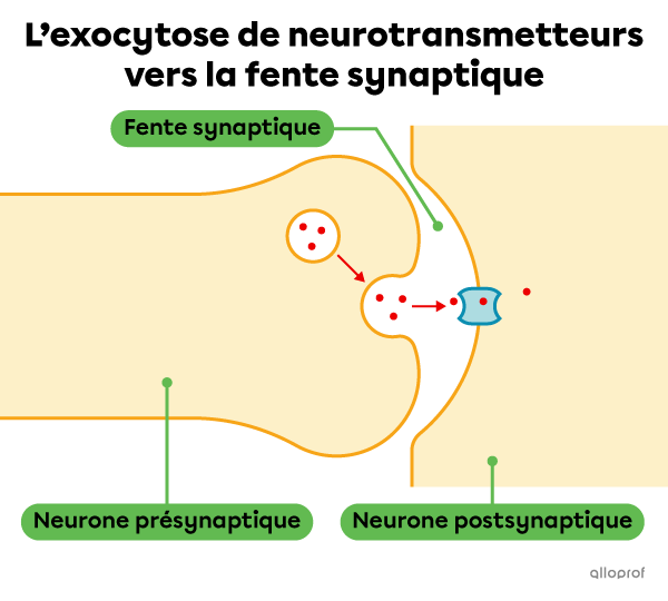 Une vésicule s’ouvre au bout du neurone pour laisser les neurotransmetteurs s’échapper dans la fente synaptique. 