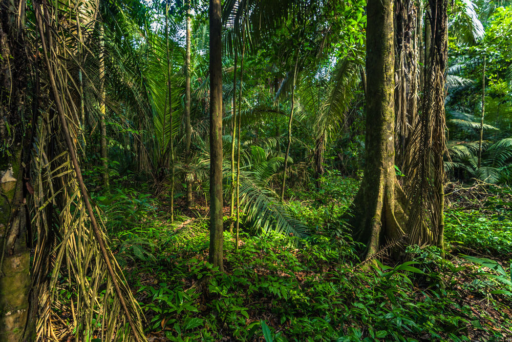The Amazon Rainforest.
