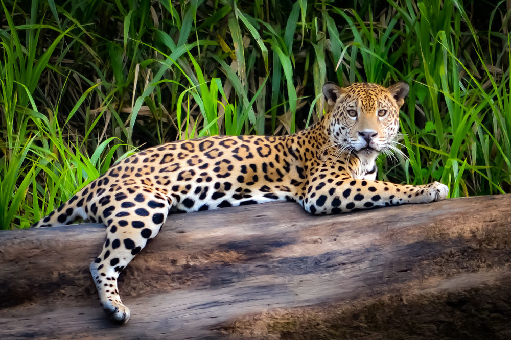 A Jaguar in the Amazon Rainforest.