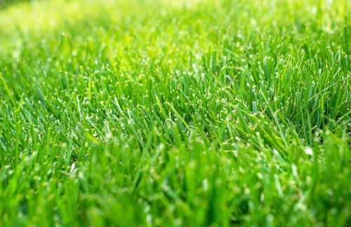 Grass
