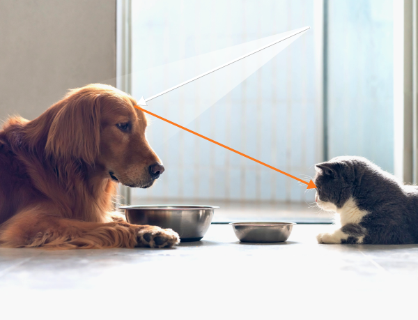 The orange light is reflected off the dog towards the cat’s eyes, the other colours are absorbed.