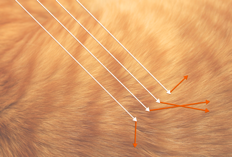 A cat’s fur is not a perfectly smooth surface; therefore, light is reflected in all directions.
