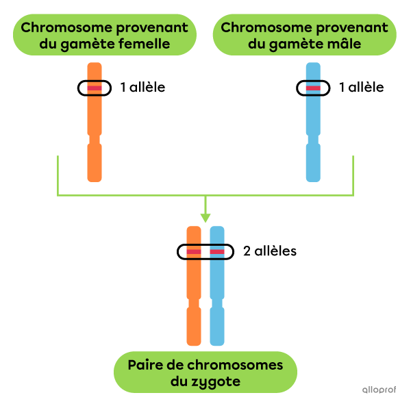 Un chromosome provenant de l’ovule et un chromosome provenant d’un spermatozoïde forment une paire. Cette paire comprend 2 allèles.