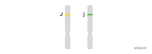 Un chromosome portant l’allèle jaune et un chromosome portant l’allèle vert