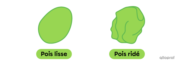 Un pois lisse et un pois ridé