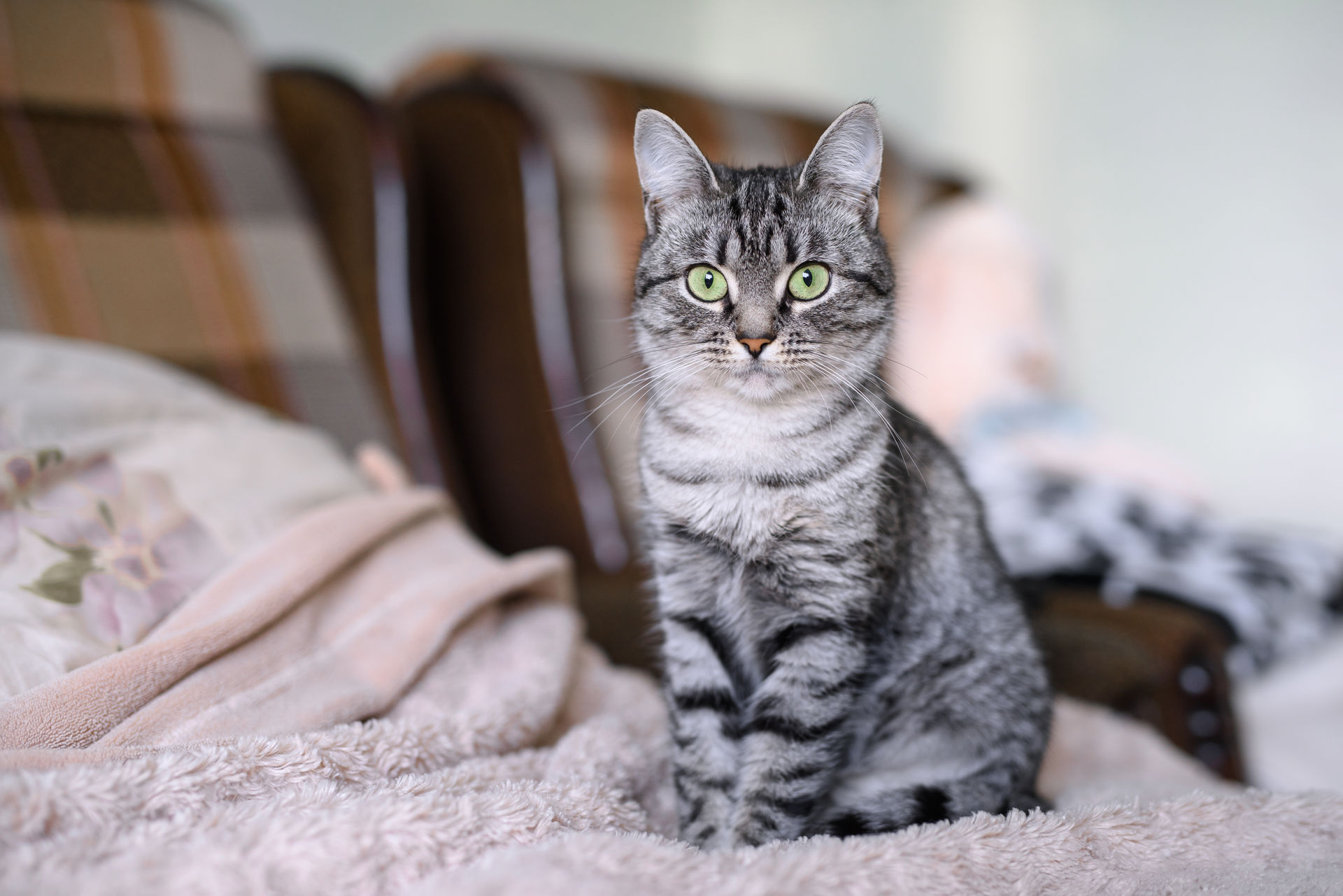 Un chaton au poil court