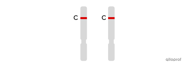 Deux chromosomes portant l’allèle court