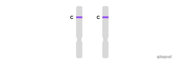 Deux chromosomes portant l’allèle long