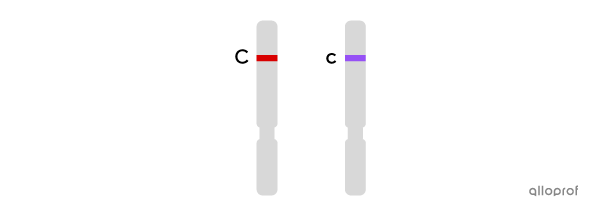 Un chromosome portant l’allèle court et un chromosome portant l’allèle long
