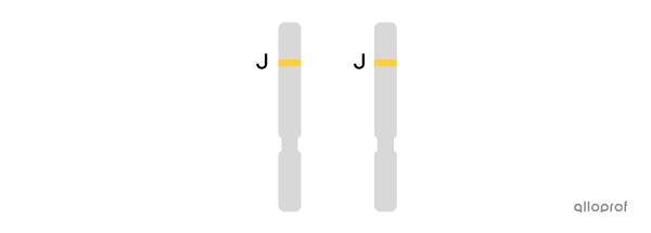 Deux chromosomes portant l’allèle jaune