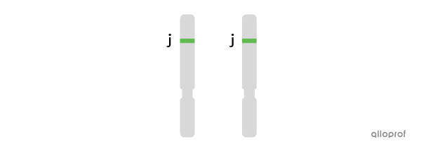 Deux chromosomes portant l’allèle vert