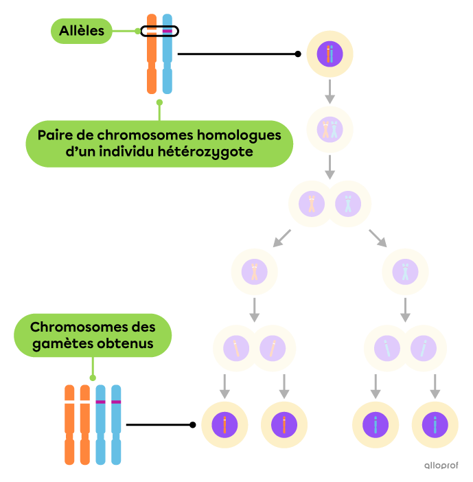 Représentation d’une paire de chromosomes hétérozygote formant quatre gamètes à l’aide de la méiose