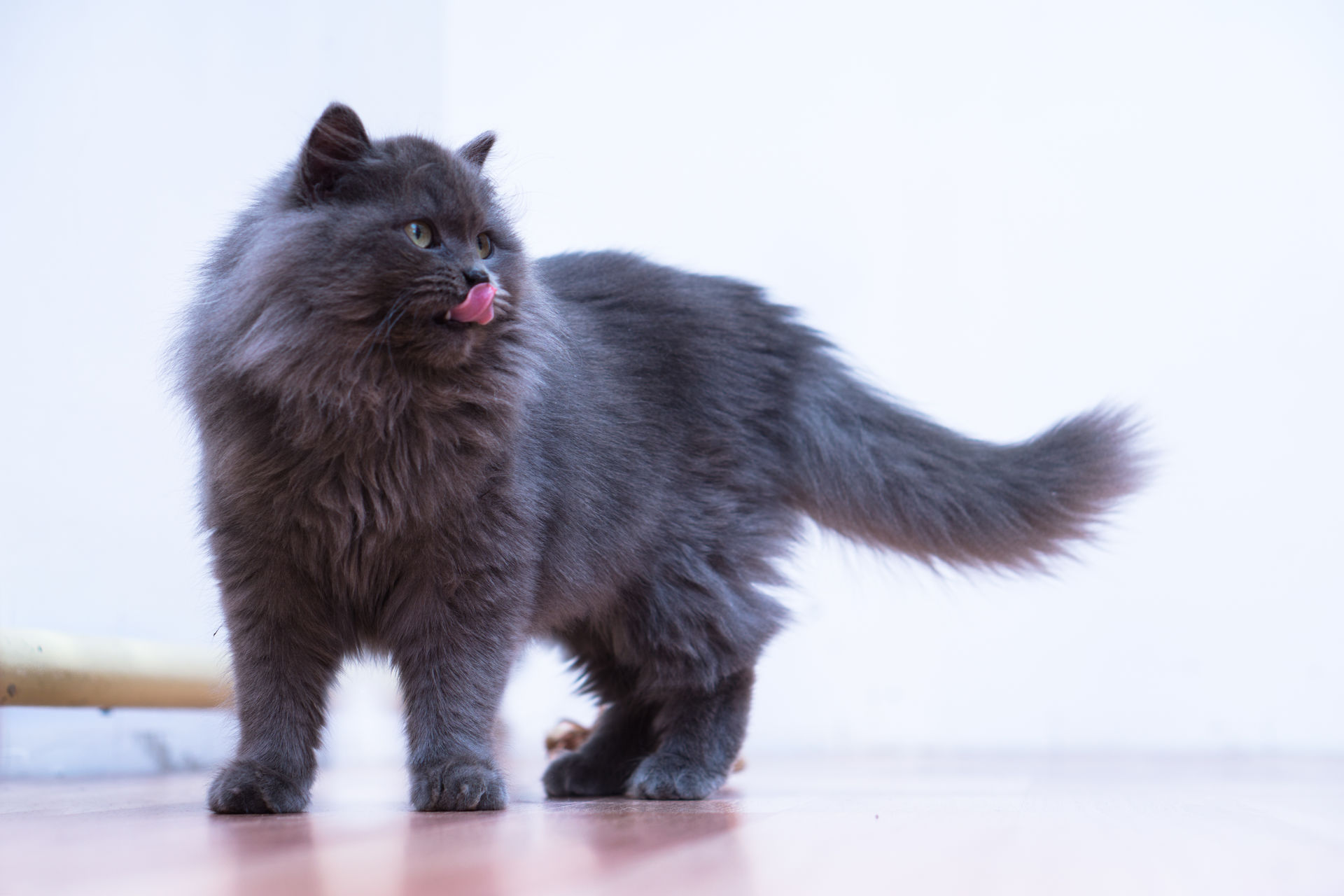 Un chat au poil long
