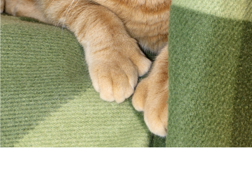 Pattes de chat polydactyles