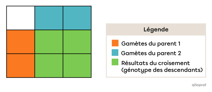 On se sert d’un tableau pour représenter les croisements possibles entre les gamètes de deux parents.