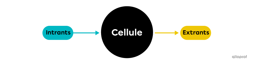 Les intrants et les extrants cellulaires