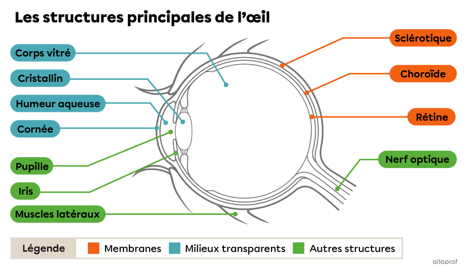 L'œil et la vue Secondaire Alloprof — free download
