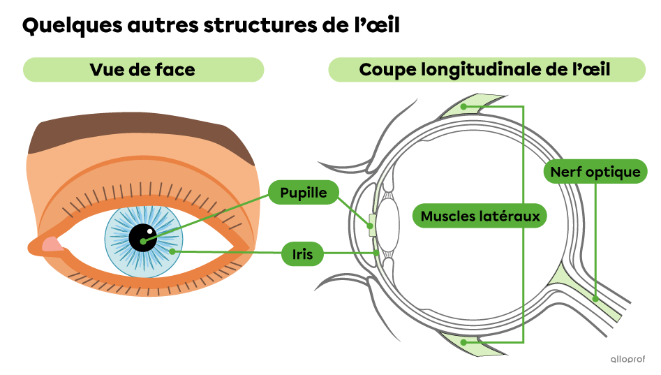 D’autres structures de l’œil