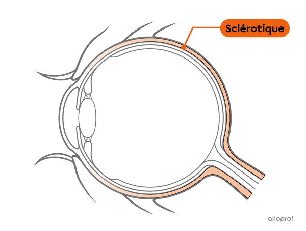 La sclérotique est une membrane de l’œil.