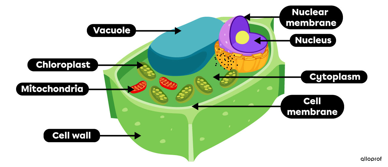 Plant cell components (nucleus, cytoplasm, cell membrane, vacuole, mitochondria, chloroplast, and cell wall)