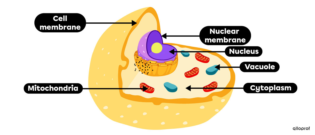 Animal cell components (nucleus, cytoplasm, cellular membrane, vacuole, and mitochondria)