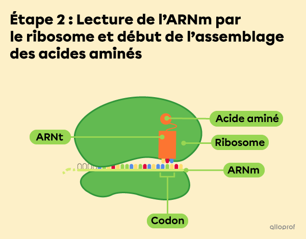 Étape 2 : Le ribosome lit l’ARNm et fixe un ARNt.