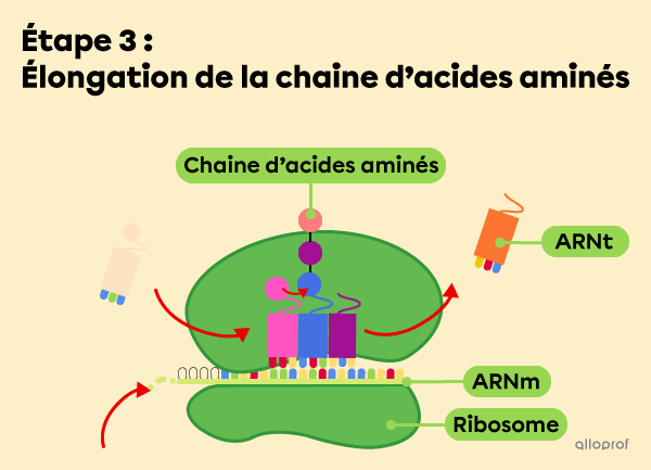 Étape 3 : Élongation de la chaine d’acides aminés 