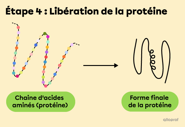 Étape 4 : Libération de la protéine