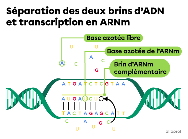 Séparation des deux brins d’ADN et transcription en ARNm