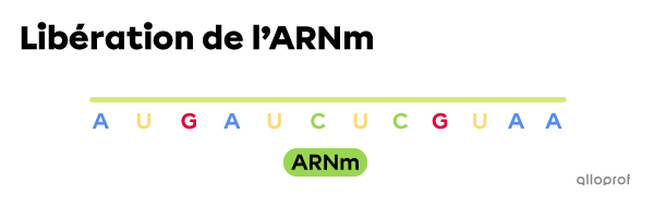 Libération de l’ARNm