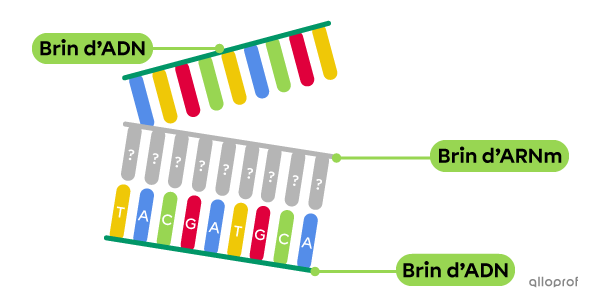 Un brin d’ADN correspond à un brin d’ARNm inconnu