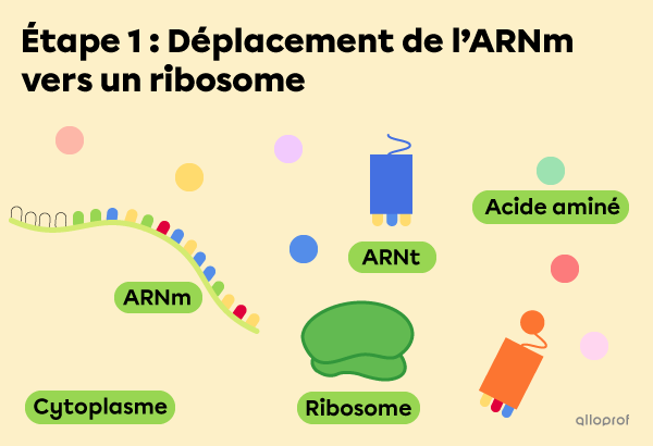 Étape 1 : L’ARNm s’approche du ribosome.