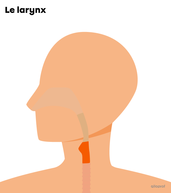 Le larynx est un conduit cylindrique avec une bosse vers l’avant. Il se situe au niveau de la gorge.