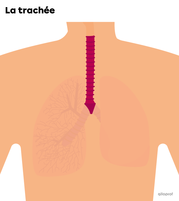 La trachée est un tube partant du larynx vers les bronches.