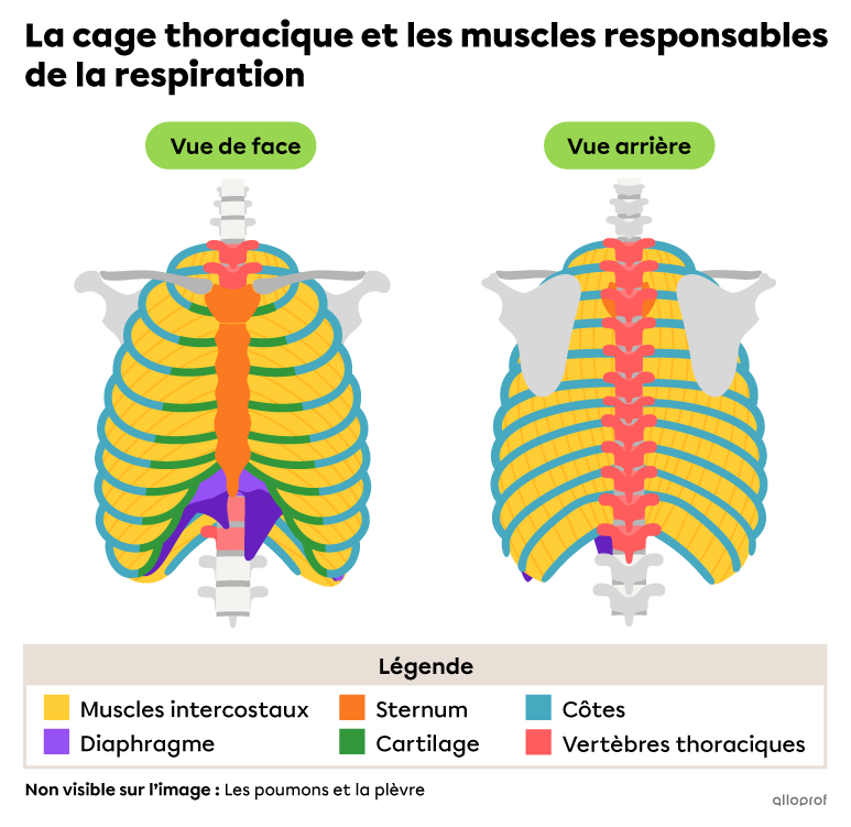 Le diaphragme, les muscles intercostaux, les côtes, leur cartilage, le sternum et les vertèbres thoraciques sont impliqués dans les mouvements respiratoires.