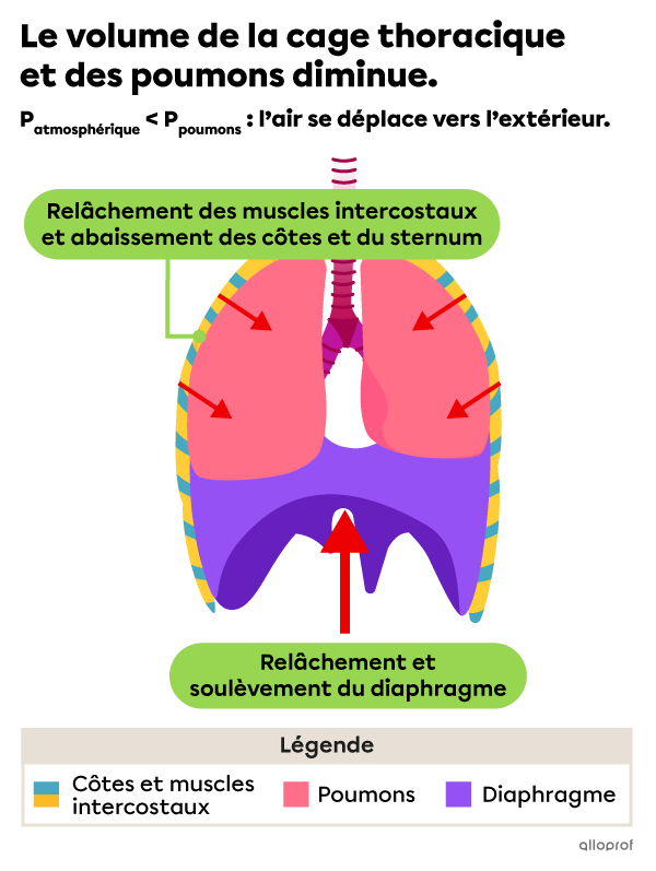 À l’expiration, le diaphragme et les muscles intercostaux se relâchent, ce qui fait diminuer le volume de la cage thoracique et des poumons.