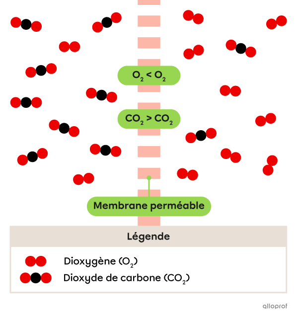 Les concentrations en O2 et en CO2 sont différentes de chaque côté de la membrane perméable.